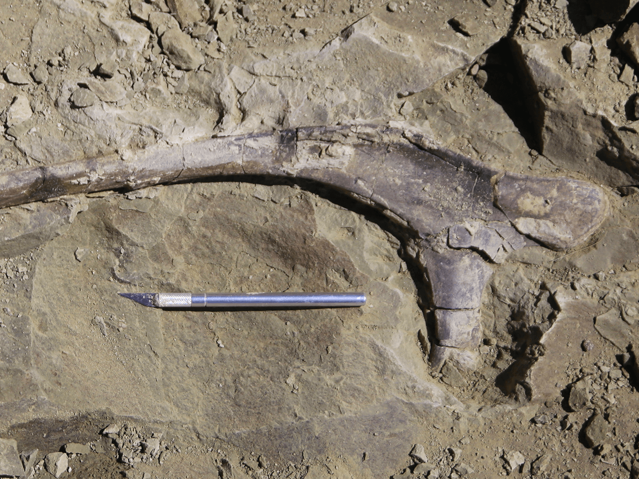 Dinosaur Dig Image