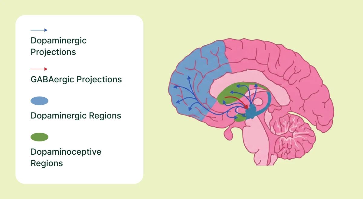brain-and-dopamine-graph