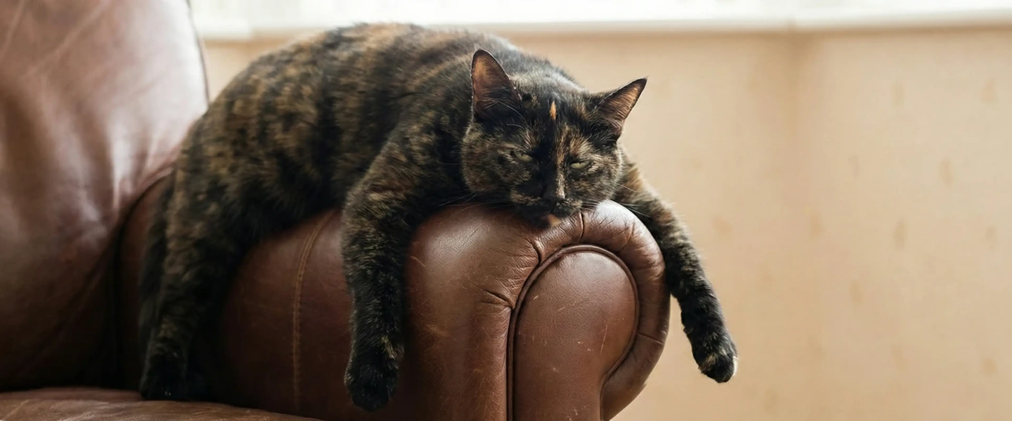 Relaxed tabby cat draped over brown leather armchair in cozy home interior