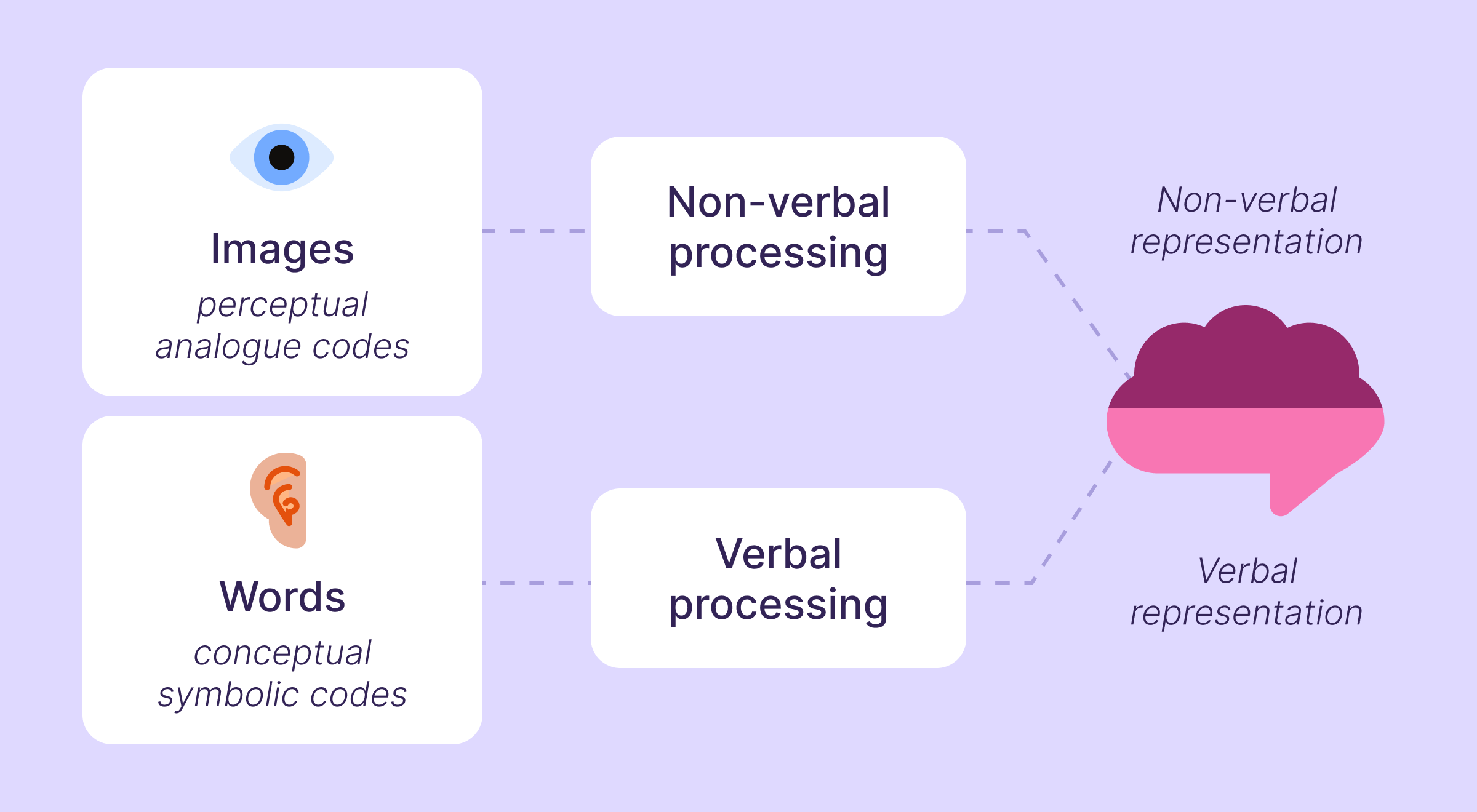 Dual coding theory diagram showing how images and words are processed through non-verbal and verbal pathways in the brain for multisensory learning