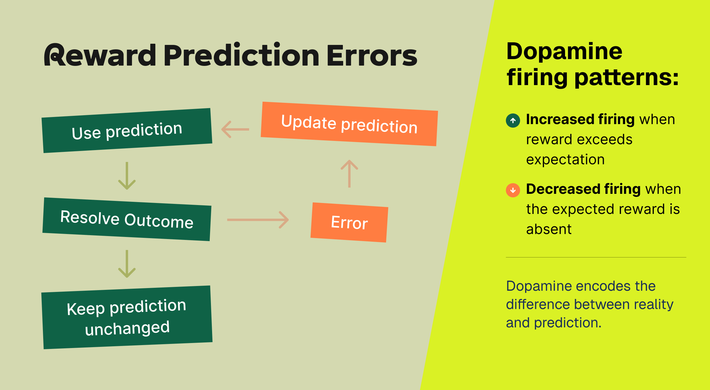 An infographic showing a flowchart of how the brain uses predictions, resolves outcomes