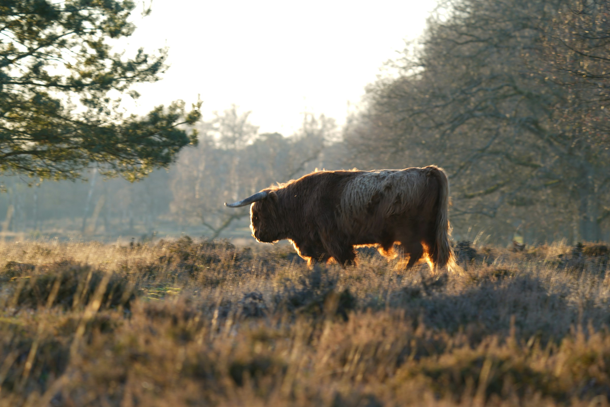 Schotse hooglander op de heide