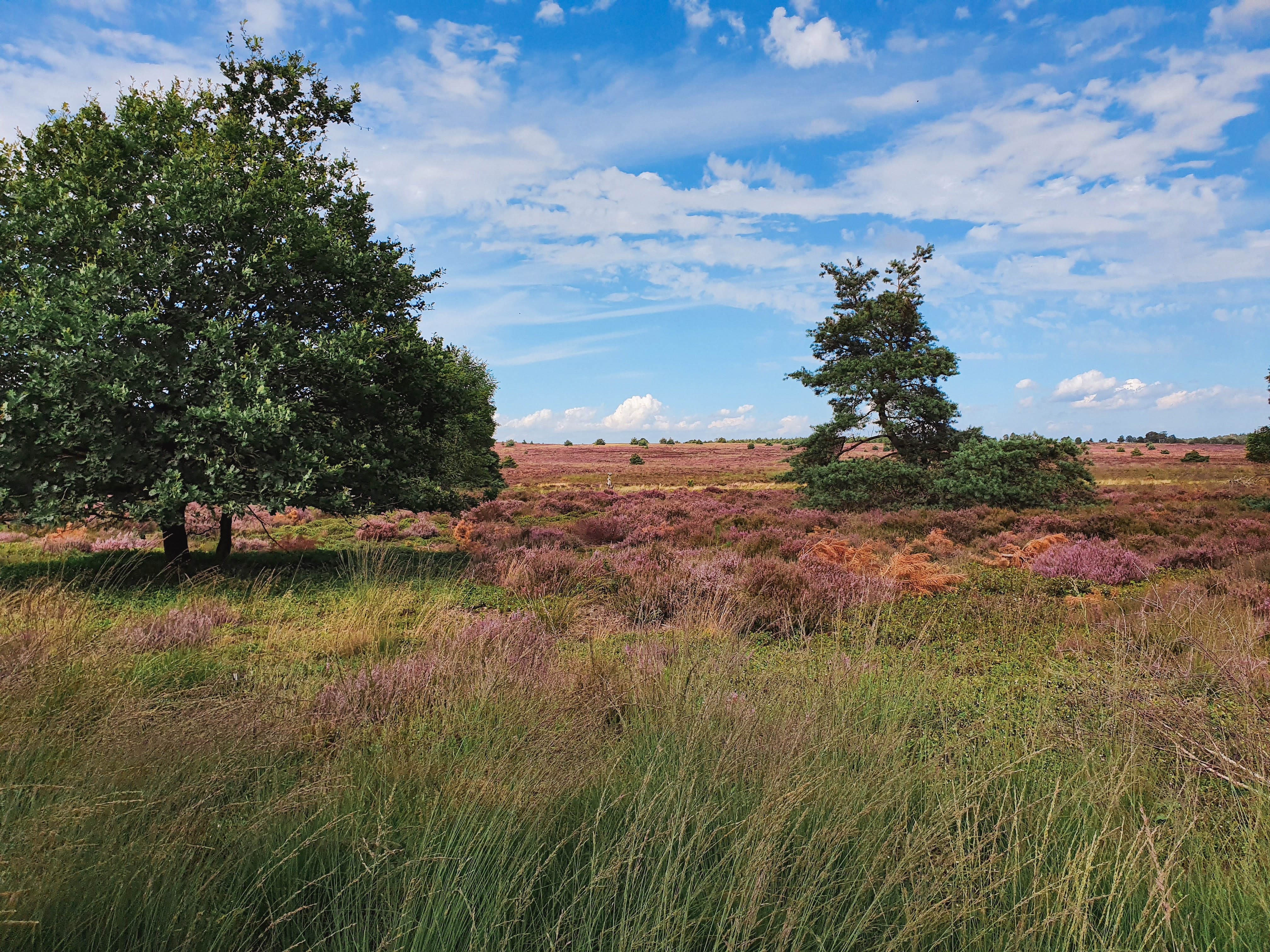 Een schilderachtig landschap met grasvelden en plekken paarse heide, een grote boom aan de linkerkant en een helderblauwe lucht met verspreide wolken.