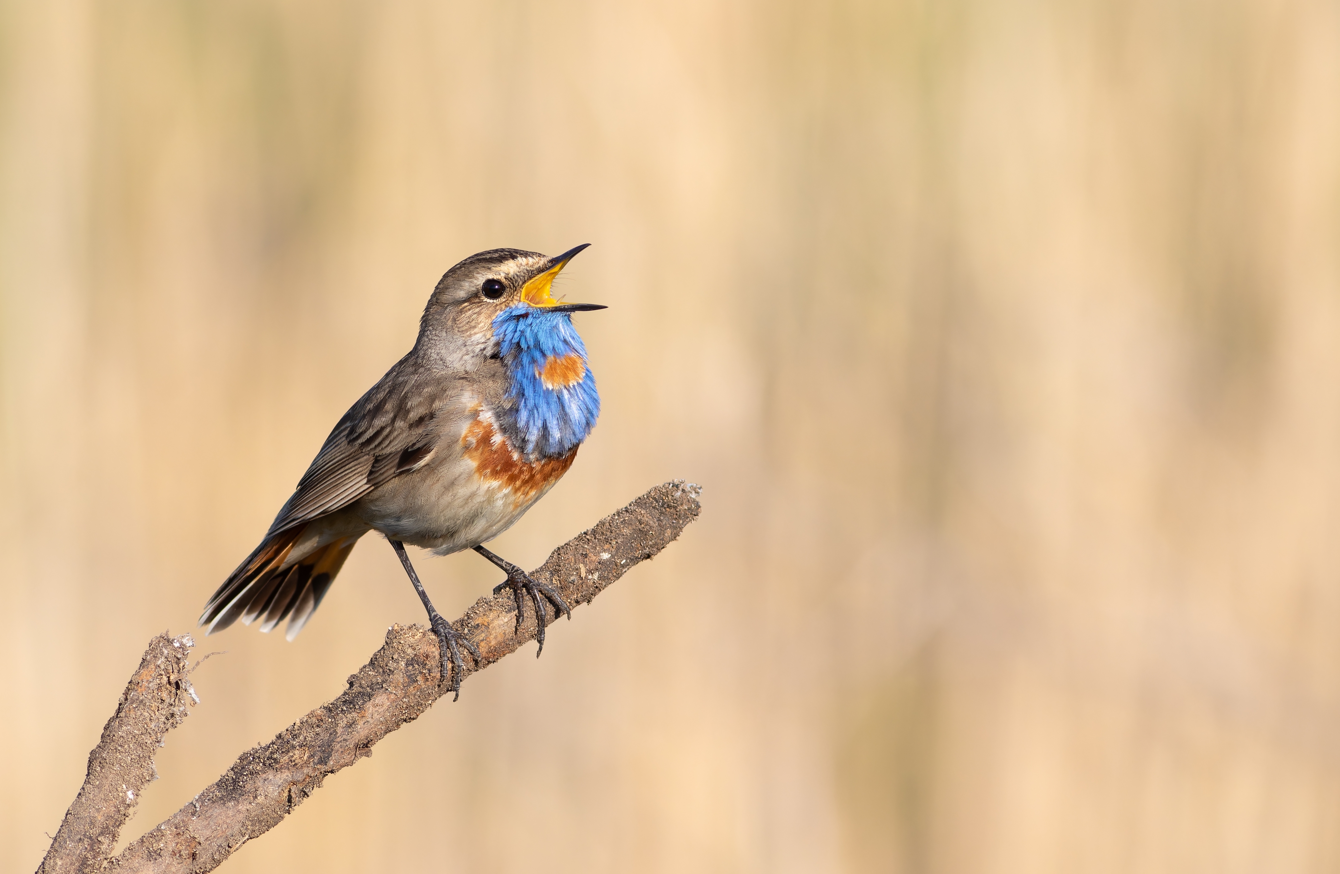 Een blauwborst zit op een tak te zingen. De vogel heeft een opvallend blauw-oranje borstverenkleed, afstekend tegen een wazige natuurlijke achtergrond.