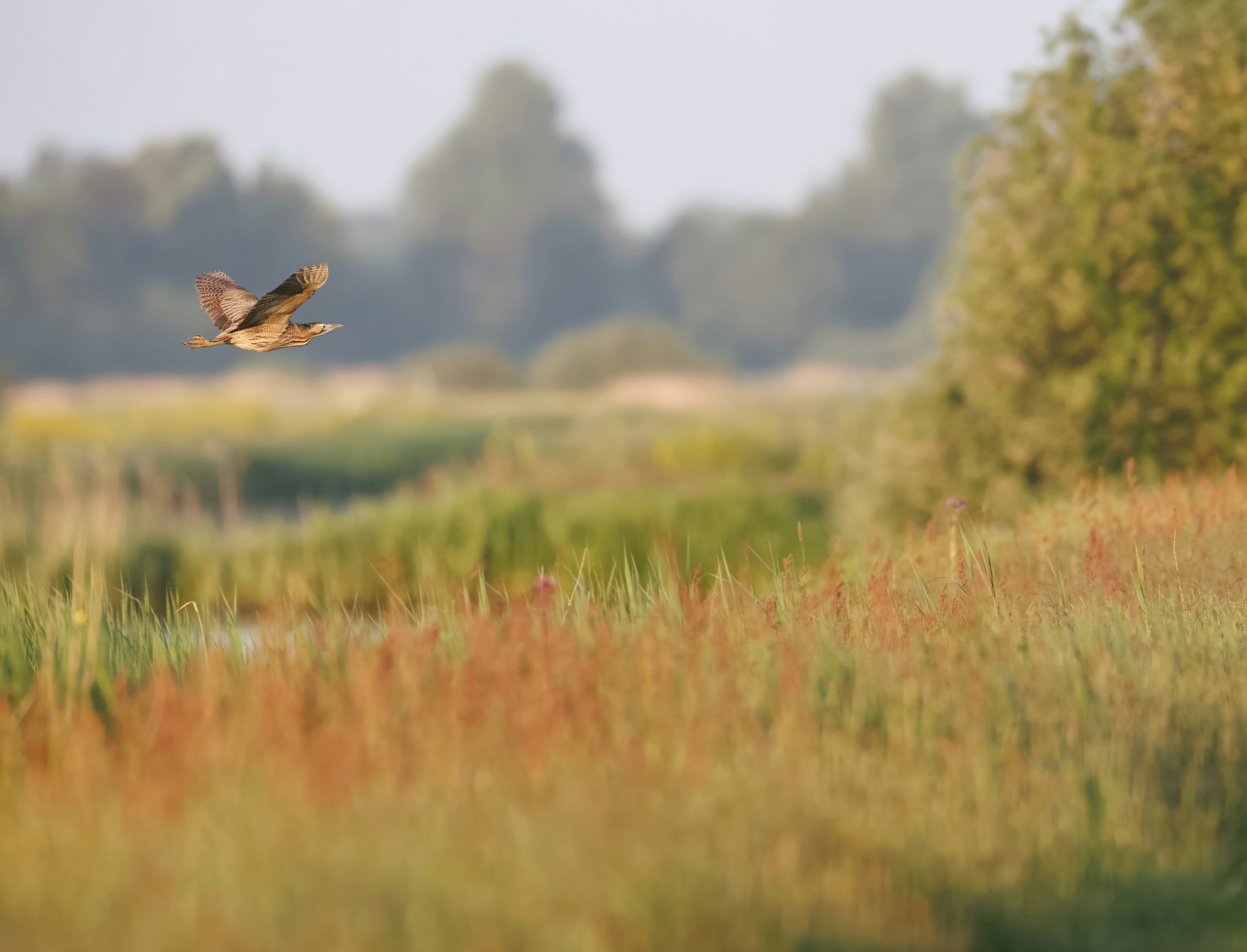Een vogel in vlucht boven een kleurrijke grasweide, met vervaagde bomen op de achtergrond.