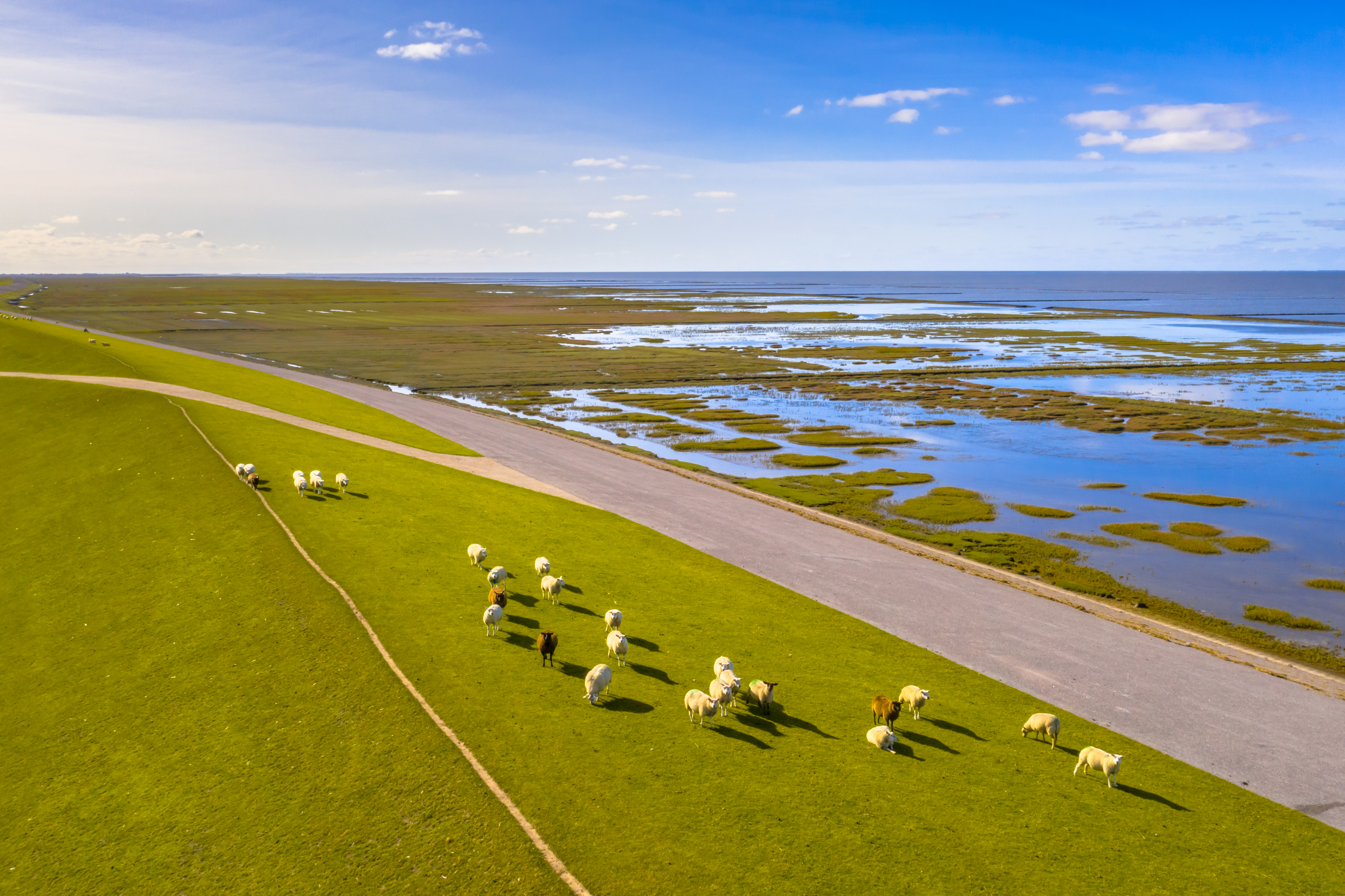 Schapen grazen op een weelderig groene heuvelhelling bij een kustmoeras onder een helderblauwe lucht, waarbij een smalle weg het land van het water scheidt.