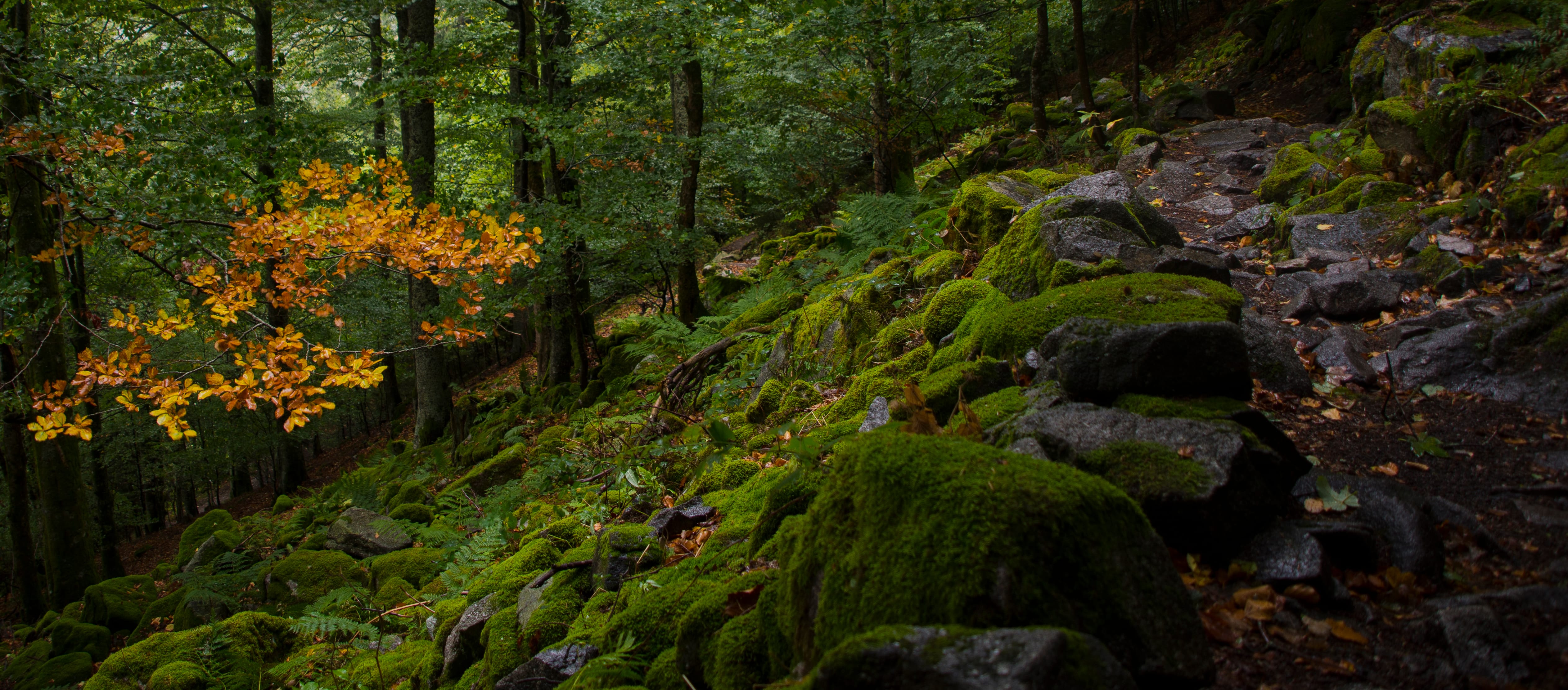 Een bos met felgroene, met mos bedekte rotsen, oranje herfstbladeren aan de boomtakken en een rotsachtig pad dat zich tussen de bomen door slingert.