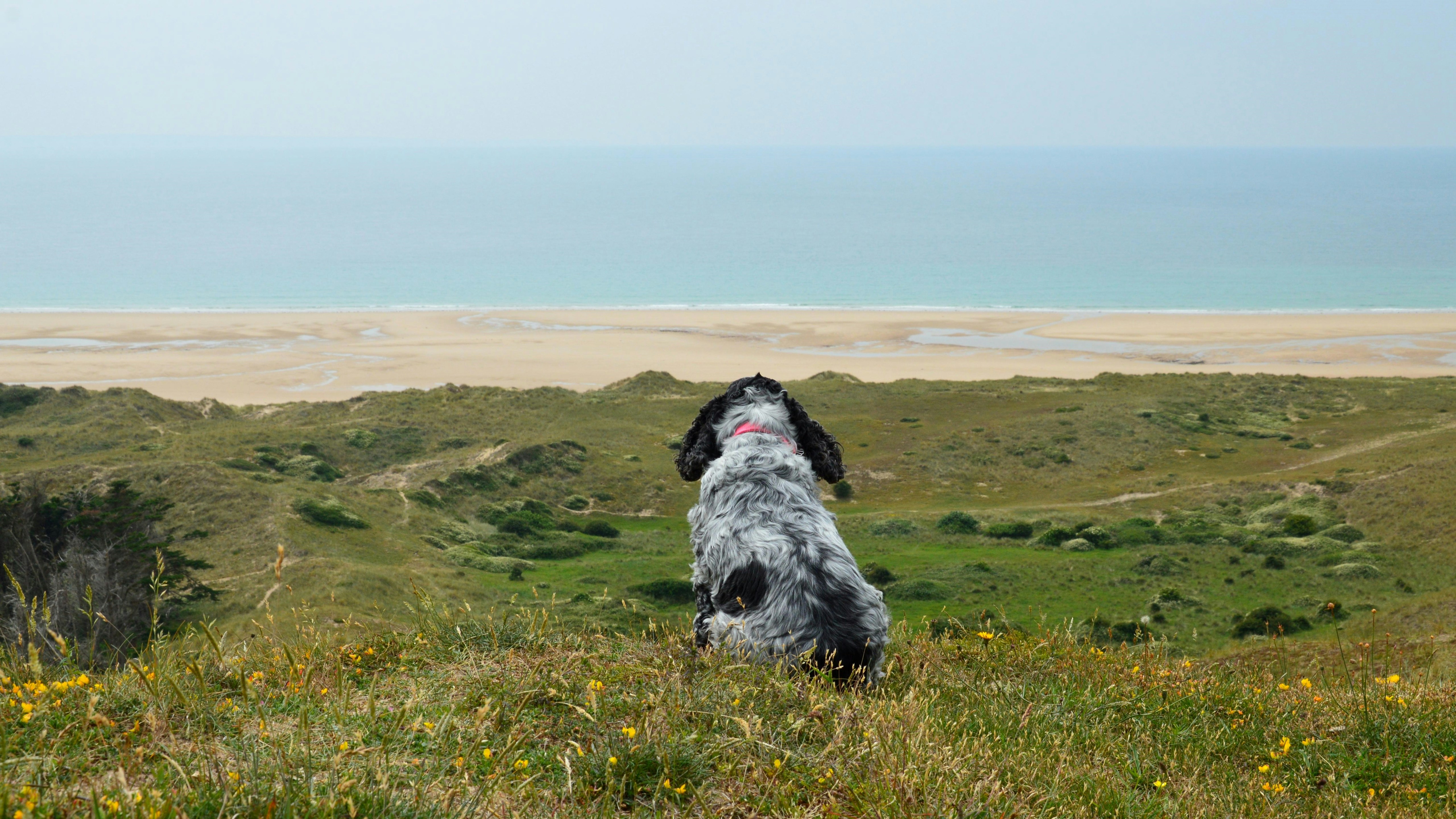 Een zwart-witte hond met hangende oren zit op een heuvel met gras en kijkt uit over een groen landschap en een strand in de verte met een kalme, blauwe zee.