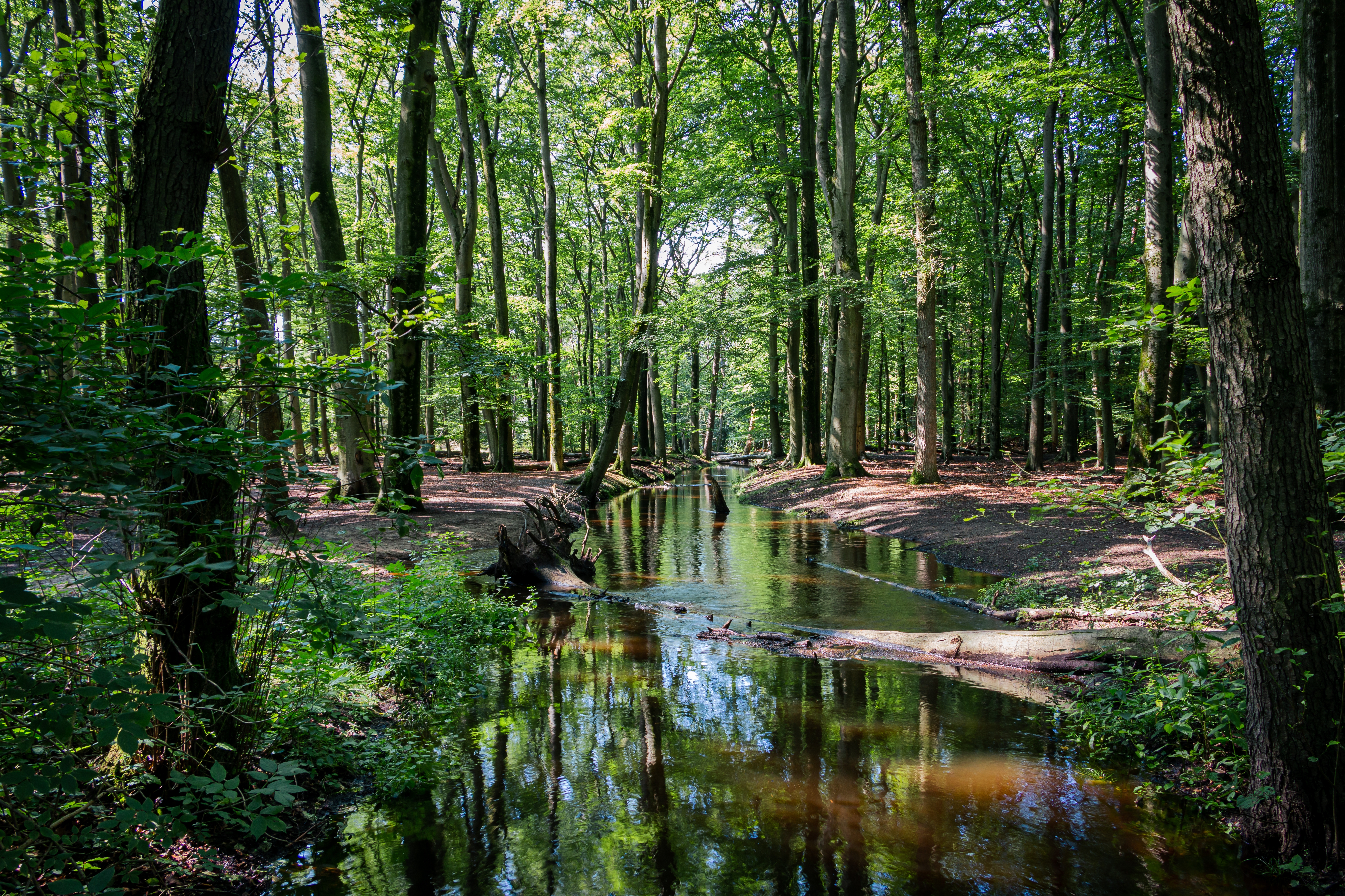 Kronkelend beekje in het Leuvenumse Bos