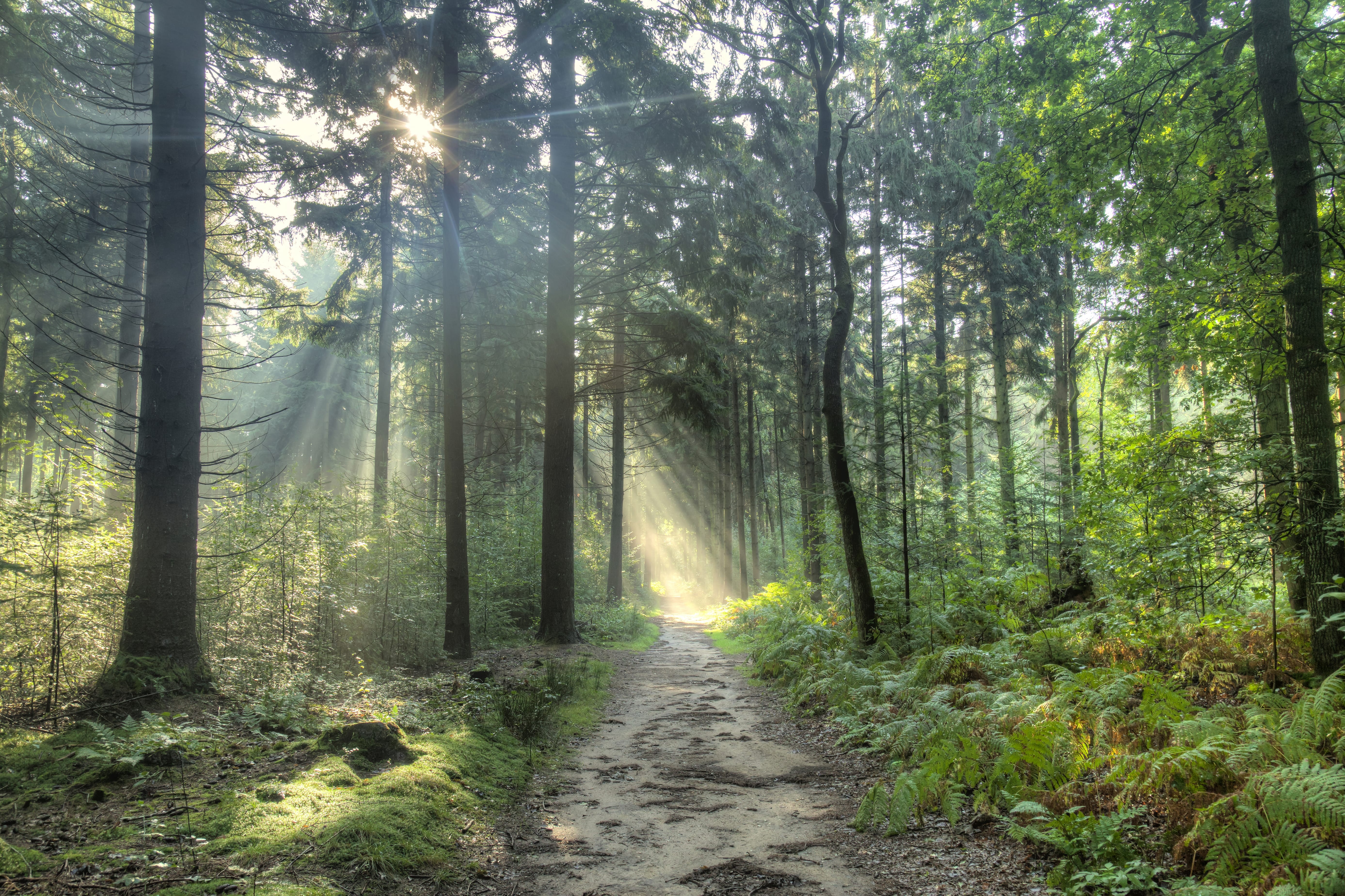 Zonlicht filtert door hoge bomen langs een bospad en verlicht varens en gebladerte in een serene, natuurlijke omgeving.