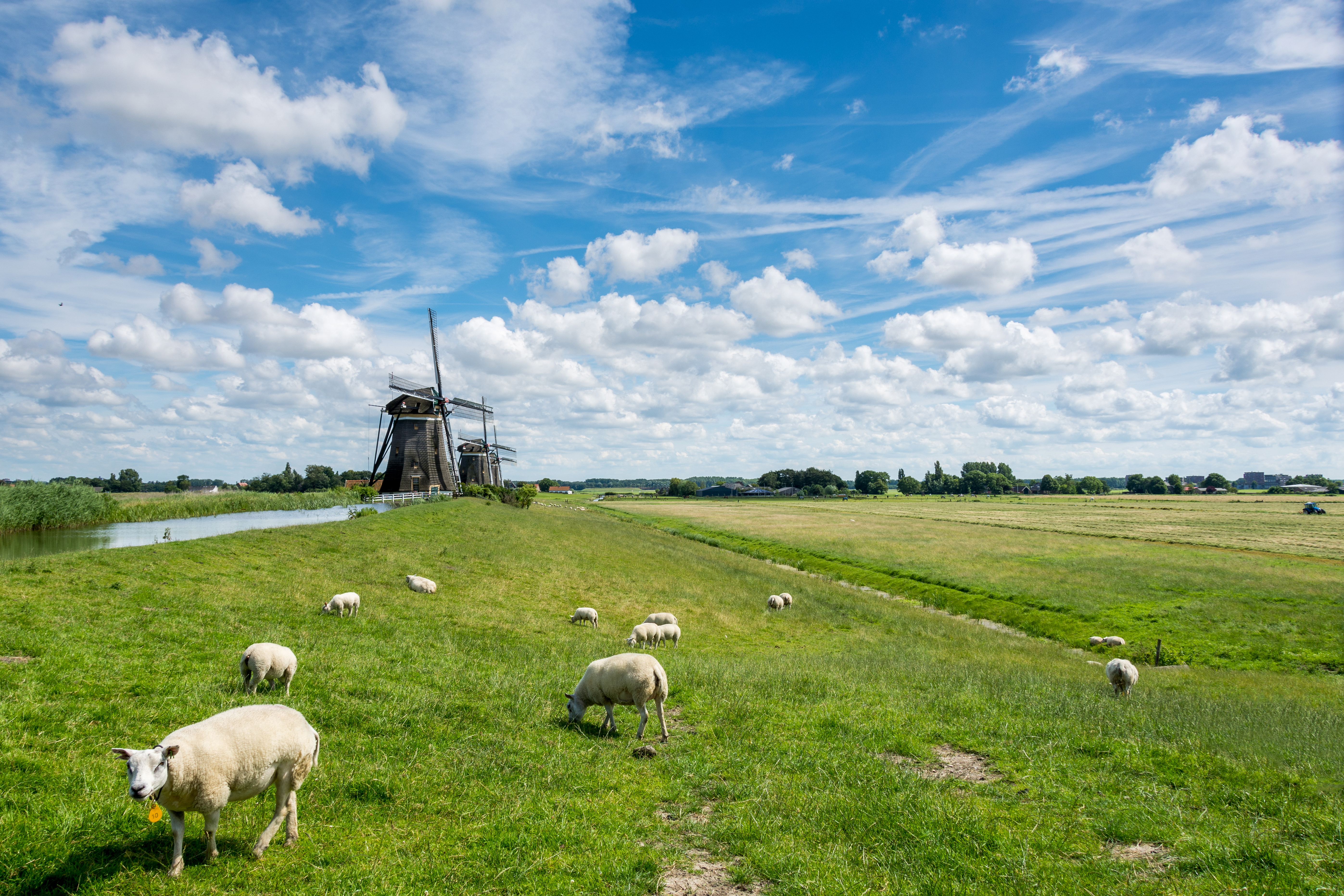Grazende schapen op een dijk langs een sloot met molens op de achtergrond