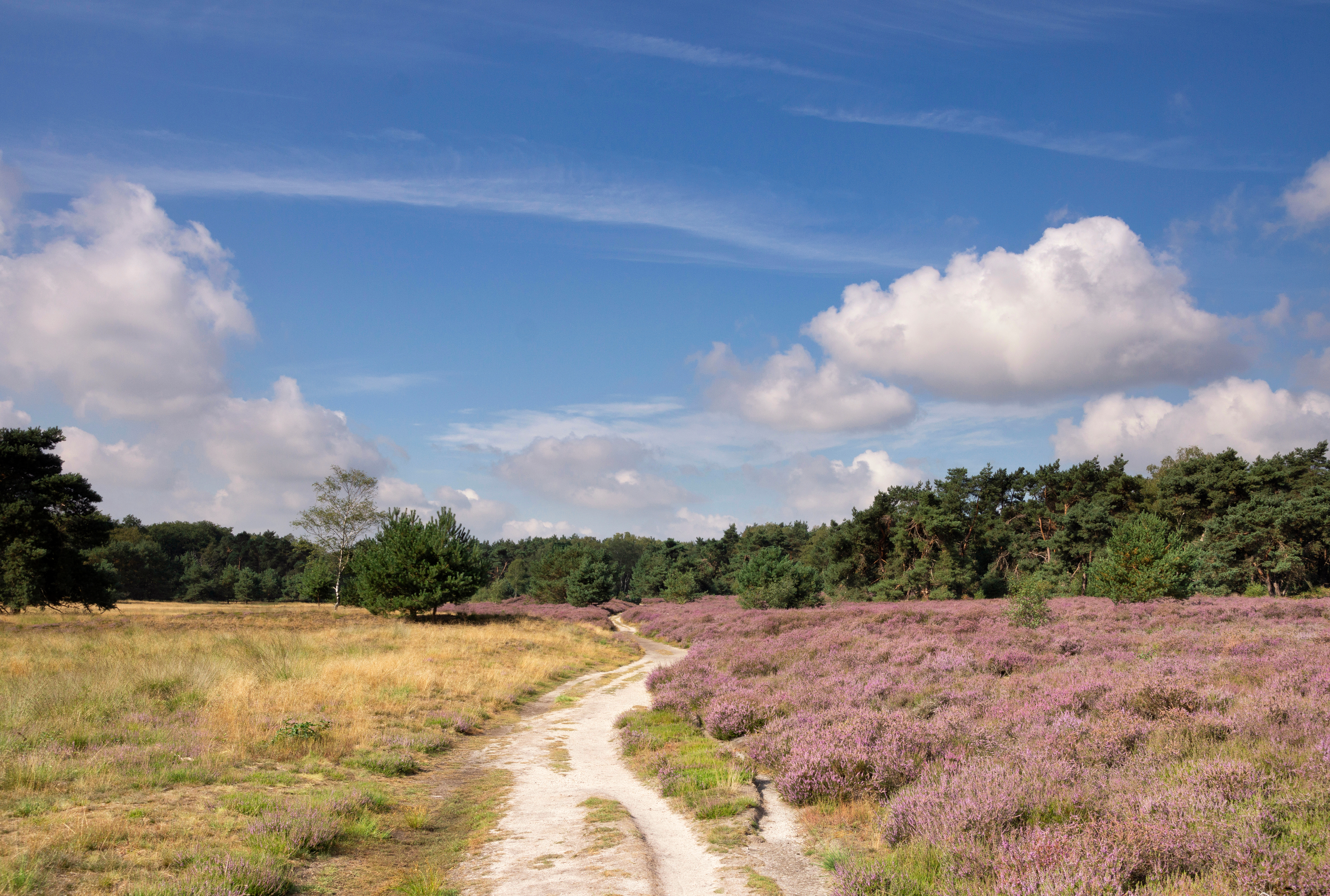 Wolfhezerheide in bloei