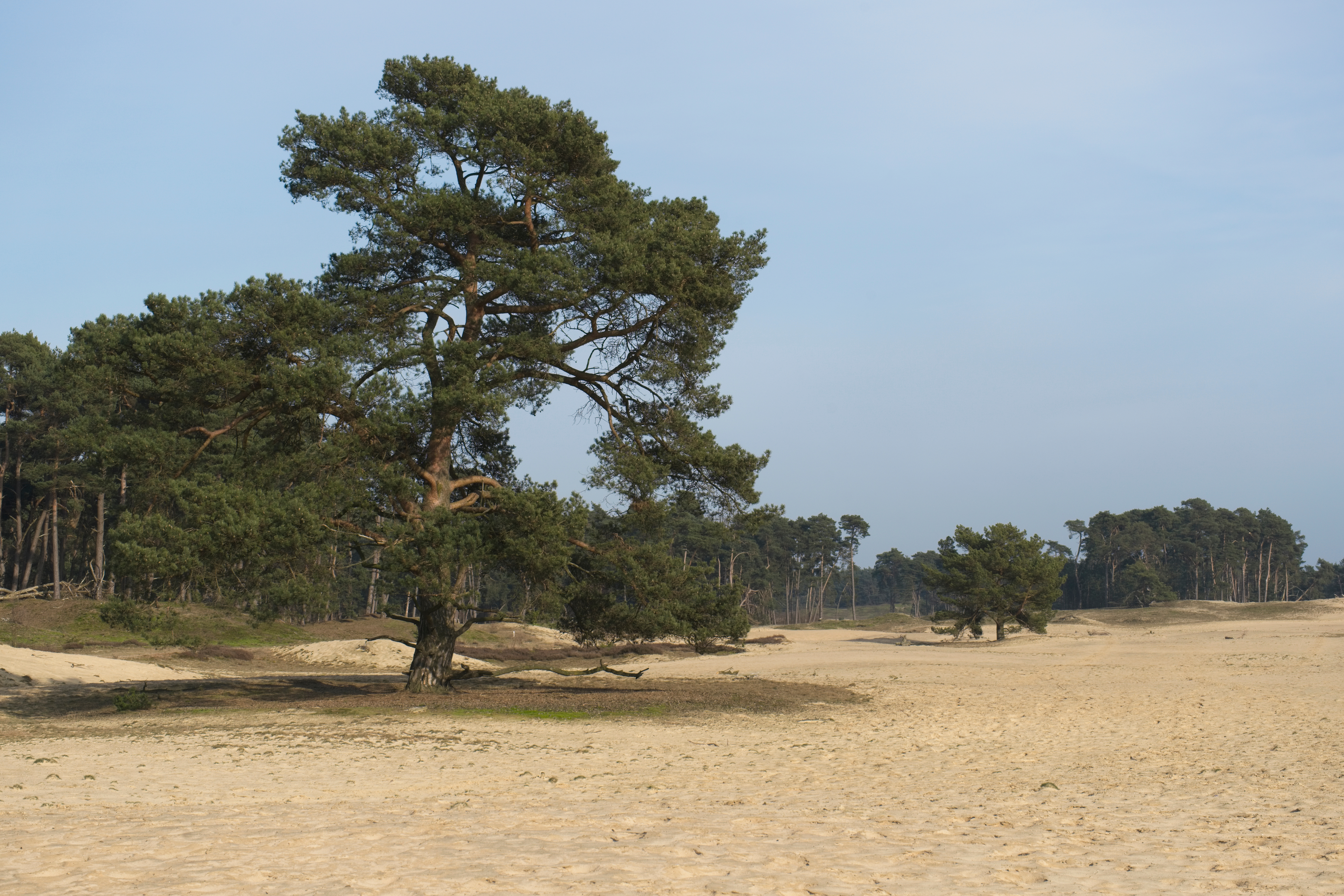 Vlakte in het Wekeromse Zand