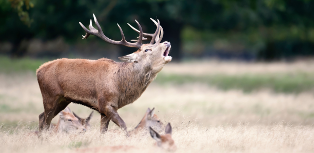 Burlende edelherten tijdens de bronst