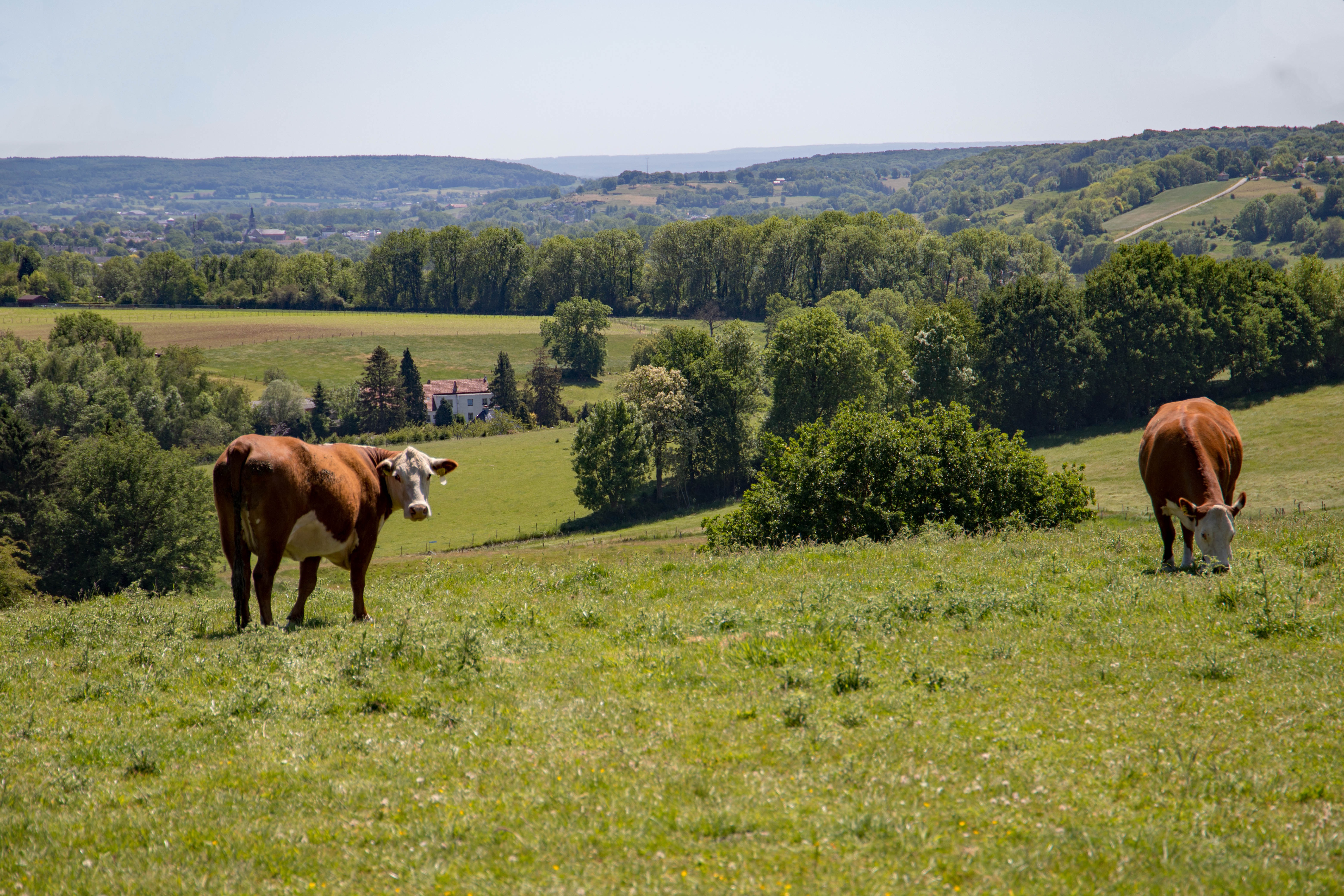 Twee bruine koeien grazen in een weelderige, heuvelachtige wei, met een boerderij en een bosrijk landschap op de achtergrond.