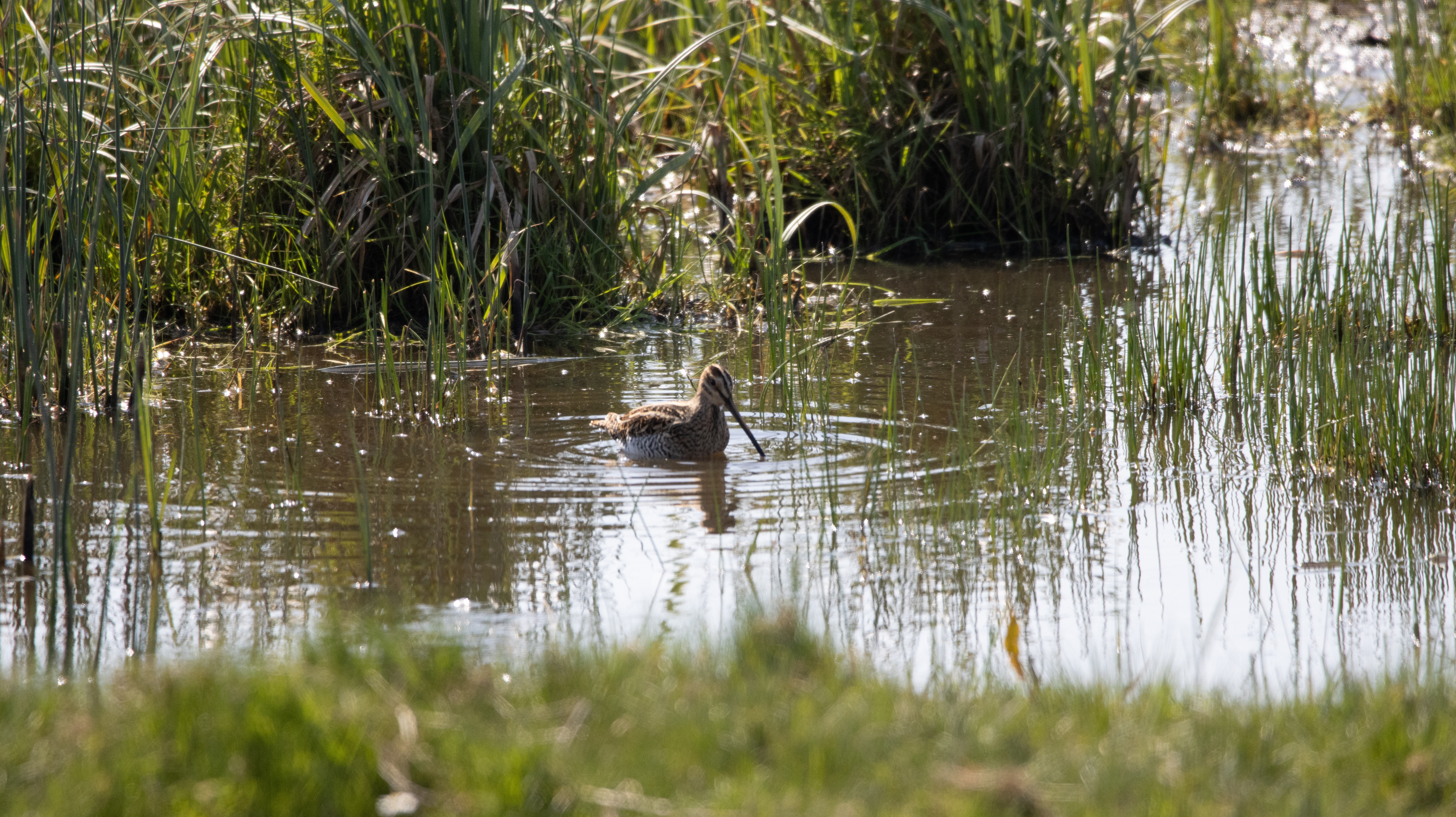 Een vogel die door een ondiepe vijver waadt, omringd door hoog groen gras en riet, en daarbij zachte rimpelingen op het wateroppervlak veroorzaakt.