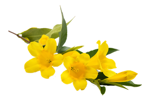 Bild von Gelsemium sempervirens auch bekannt als Johanniskraut