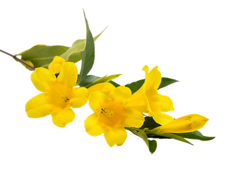 Bild von Gelsemium sempervirens auch bekannt als Johanniskraut