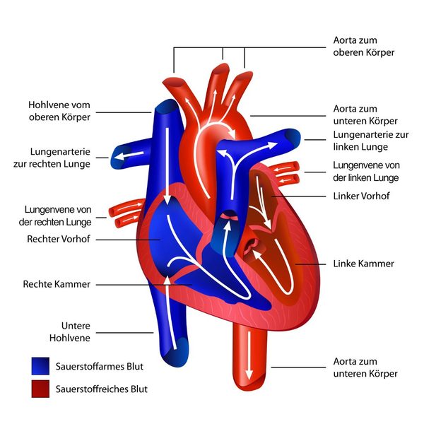 Infografik über Anatomie und Sauerstofftransport im Herz-Kreislauf-System