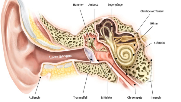 Im Zentrum: das Gleichgewichtsorgan