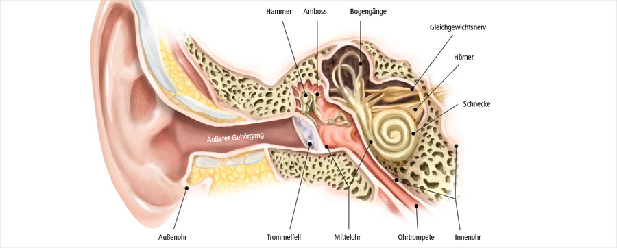 Im Zentrum: das Gleichgewichtsorgan