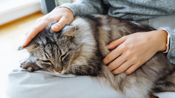 Eine Katze liegt vollkommen entspannt auf dem Schoß einer Frau und wird gestreichelt
