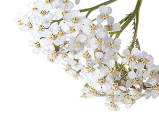 Blüten der Schafgarbe