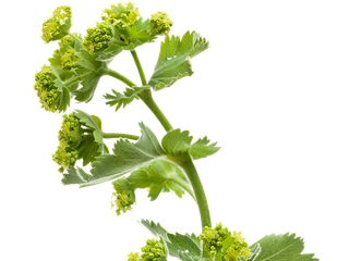 Blüte des Frauenmantel