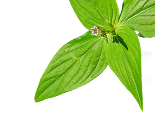 Das Blatt der Spigelia-anthelmia