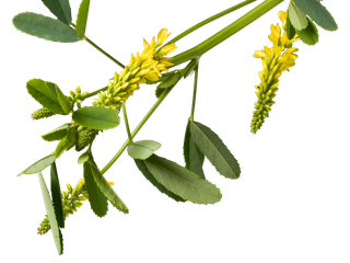 Melilotus officinalis