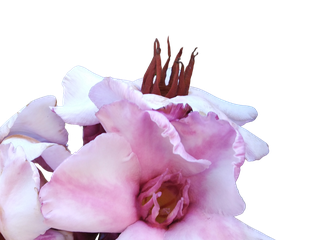 Blüte von Strophantus gratus