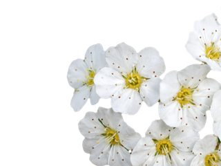 Die Blüte von Crataegus