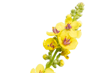 Verbascum densiflorum