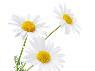 Kamillenblüten