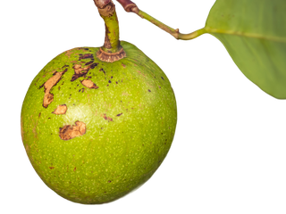 Frucht der Strychnus nux-vomica