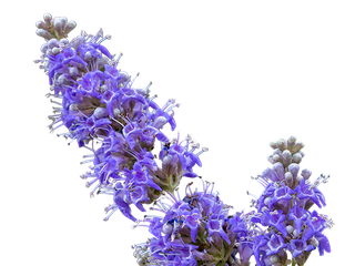 Blüten des Mönchpfeffers