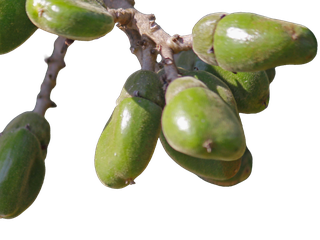 Früchte vom Marktfruchtbaum