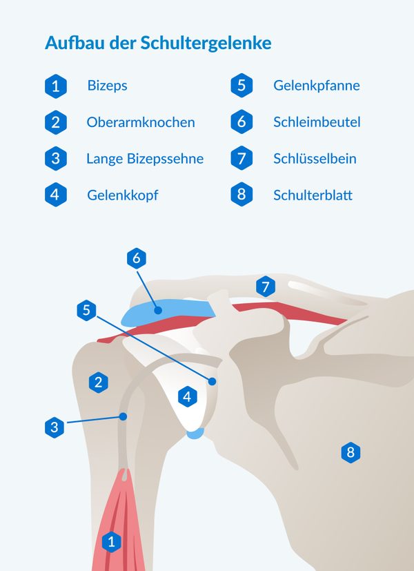 Infografik zum Aufbau des Schultergelenks