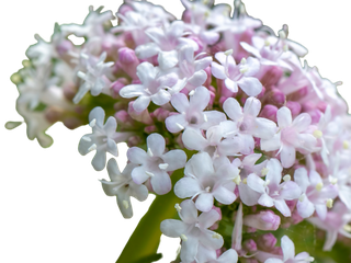 valeriana officinalis