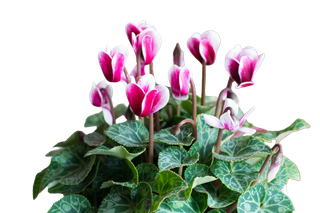 Cyclamen purpurascens, auch als Europäisches Alpenveilchen