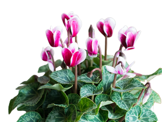 Cyclamen purpurascens, auch als Europäisches Alpenveilchen