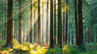 Wald mit vereinzelten Sonnenstrahlen