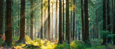 Wald mit vereinzelten Sonnenstrahlen