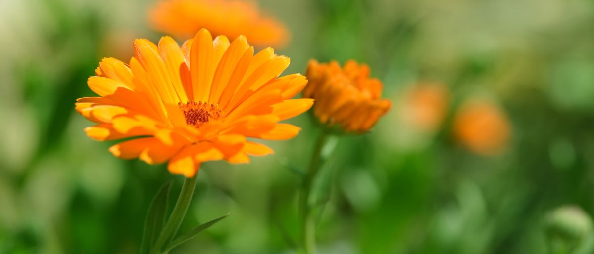 Calendula-Blüte