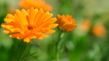 Calendula-Blüte