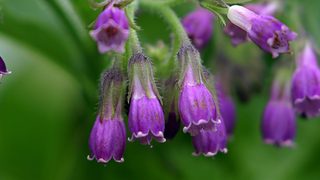 lila Blüten des Beinwell