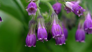 lila Blüten des Beinwell