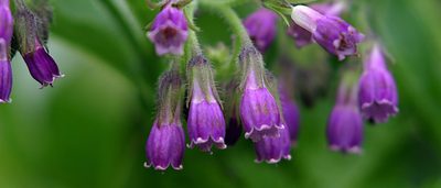 lila Blüten des Beinwell