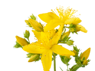 Bild der Pflanze Hypericum perforatum