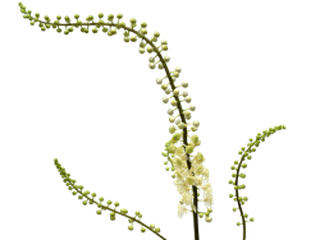 Bild der Pflanze Cimicifuga racemosa